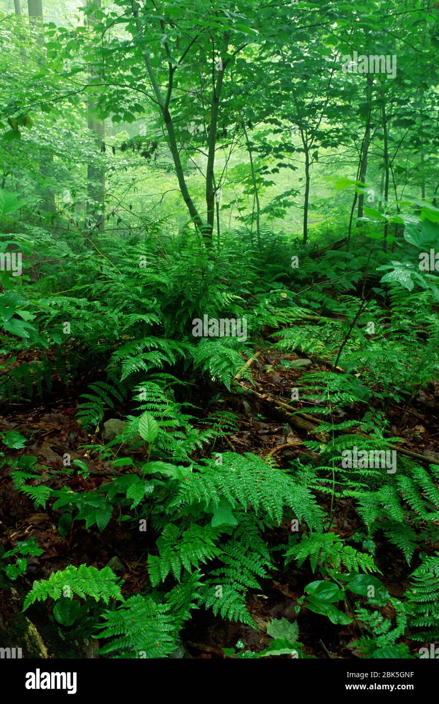 Fern floor forest along Grove Run Trail, Forbes State Forest, Pennsylvania Stock Photo