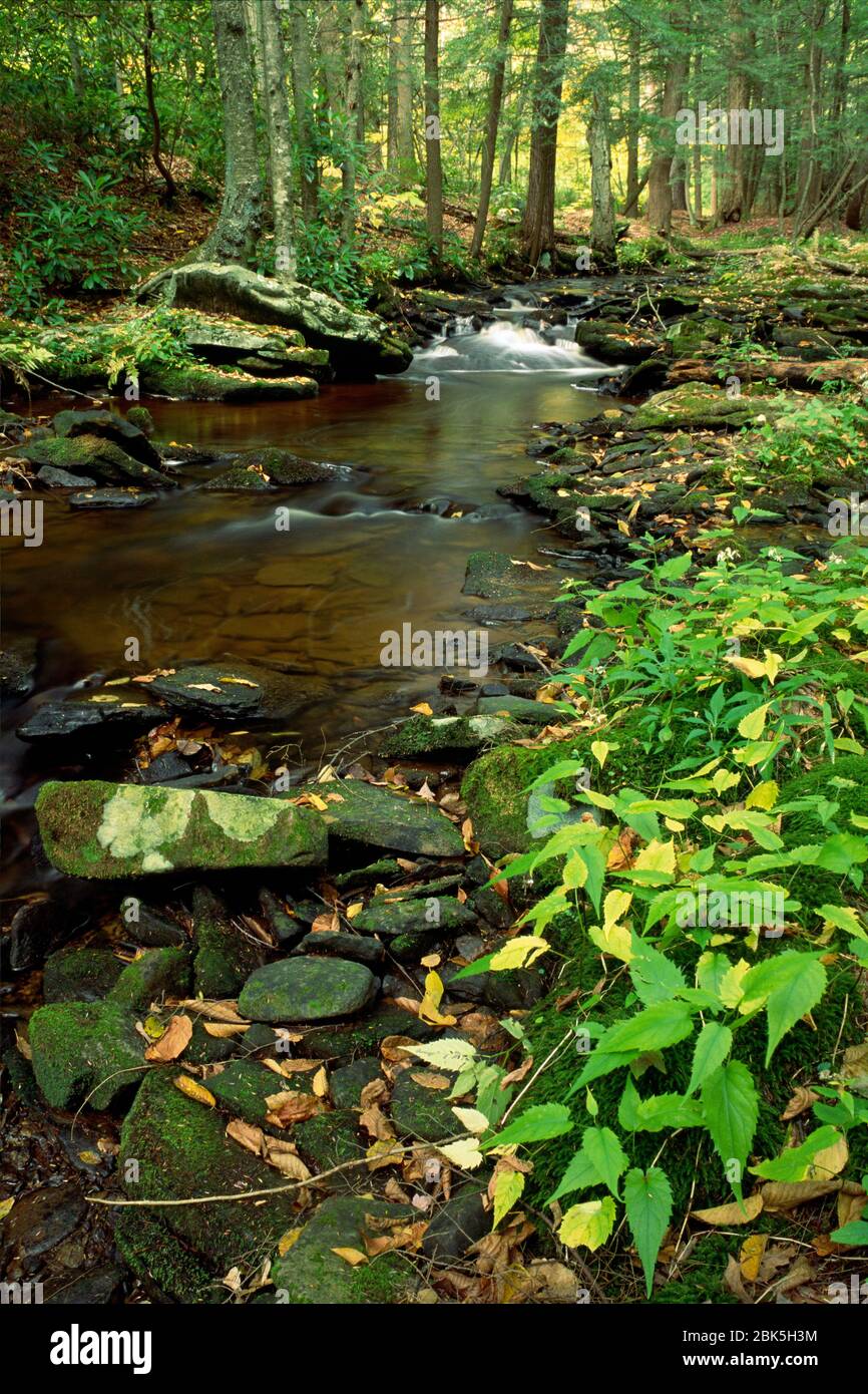 Drury Run on Donut Hole Trail, Sproul State Forest, Pennsylvania Stock