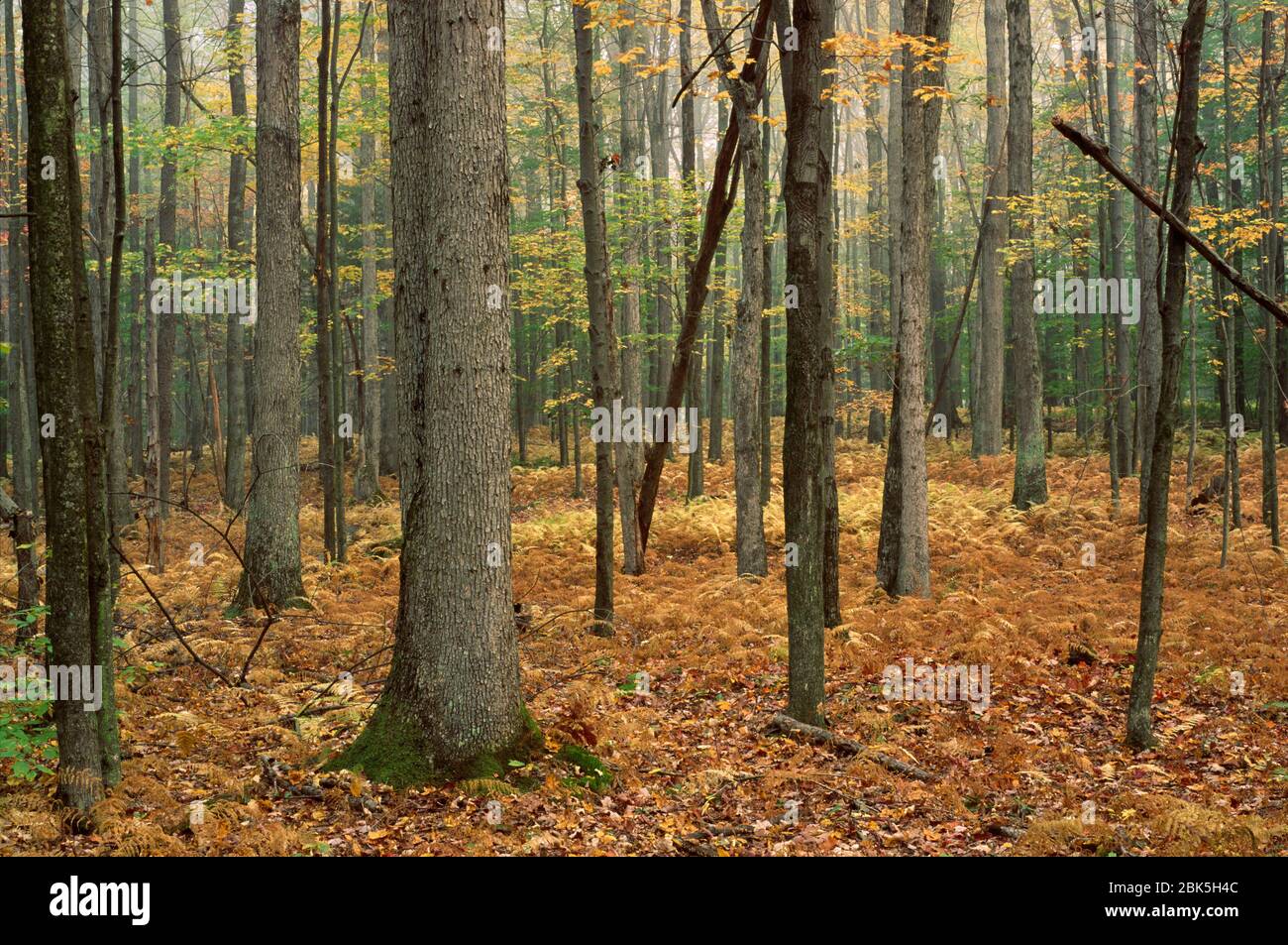 Hardwood forest, Pine Tree Natural Area, Elk State Forest, Pennsylvania Stock Photo Alamy