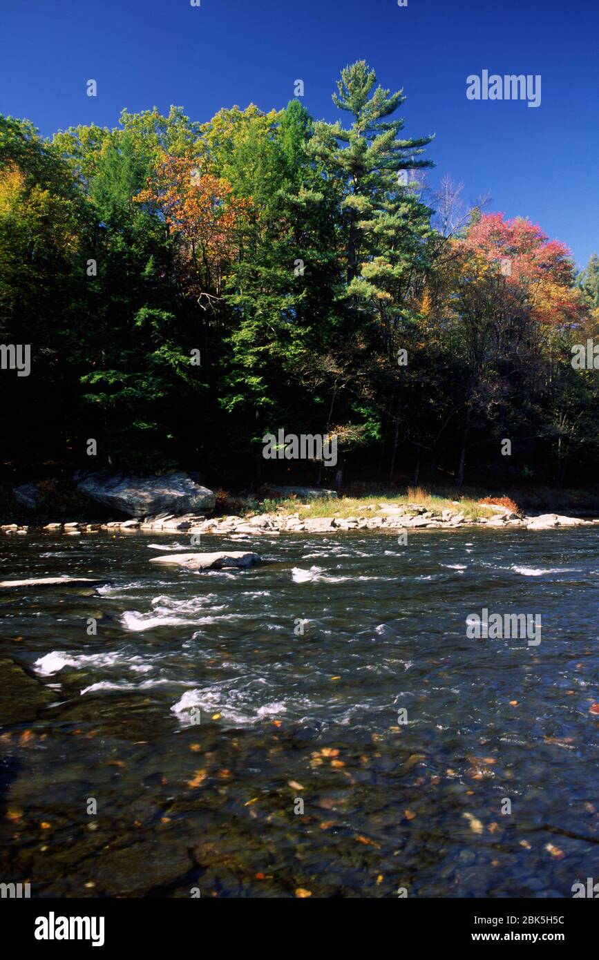 Clarion Wild and Scenic River, Cook Forest State Park, Pennsylvania Stock Photo