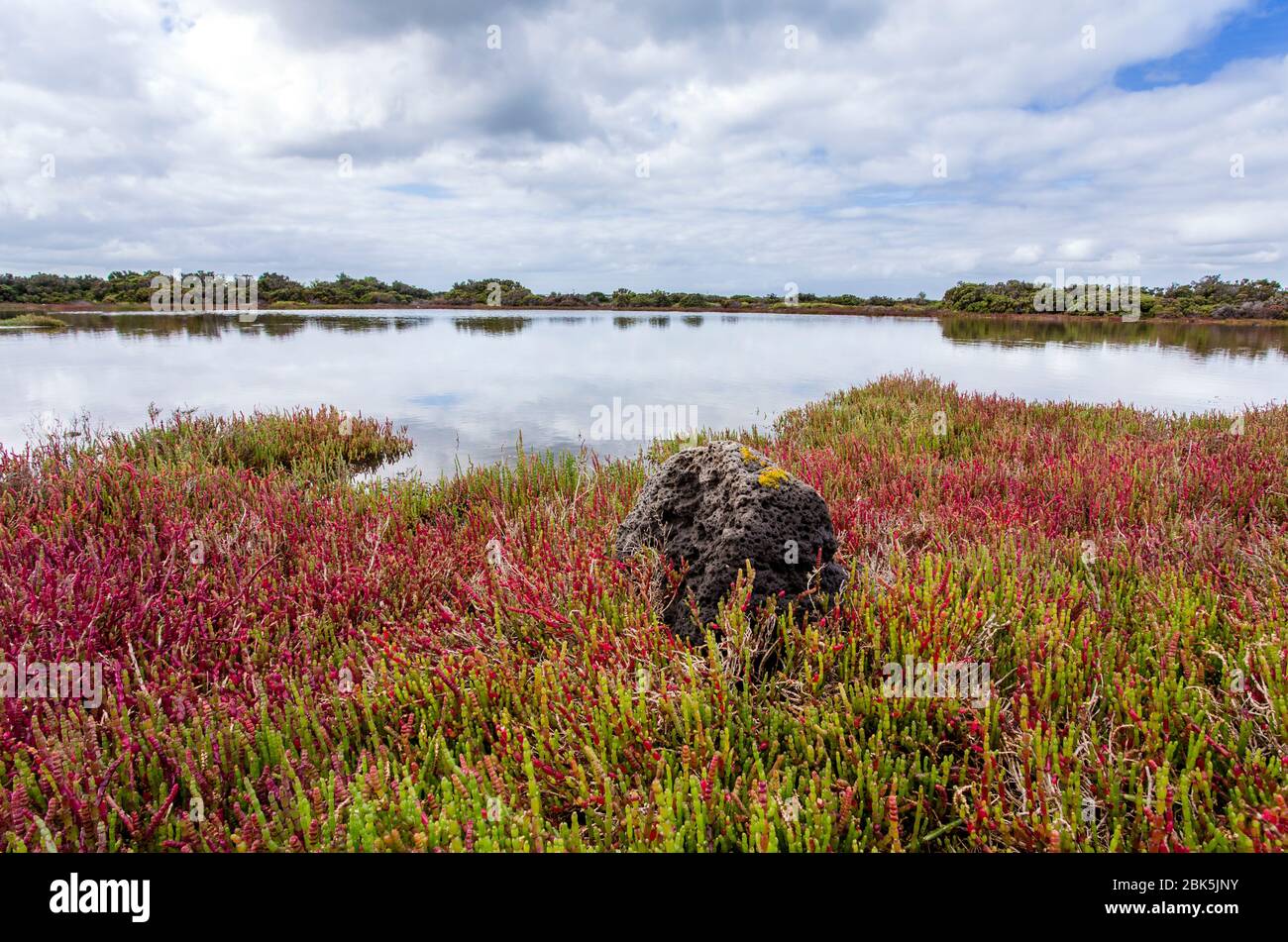 A tidal marsh at South Australia dominated by beaded glasswort, Sarcacornia. Stock Photo