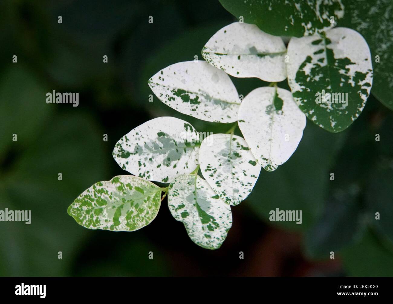 Unique leaves of snow-bush 'Roseo-picta' plant Stock Photo