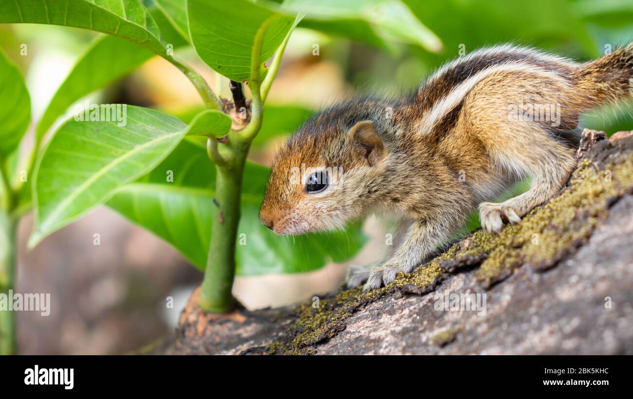 Hungry little Baby squirrel looking afraid Stock Photo