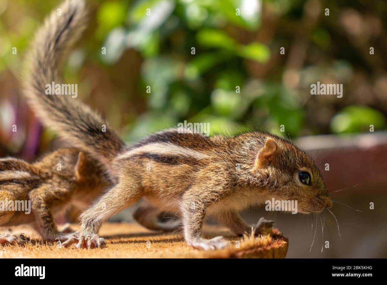 Hungry little Baby squirrels looking out for their mother Stock Photo