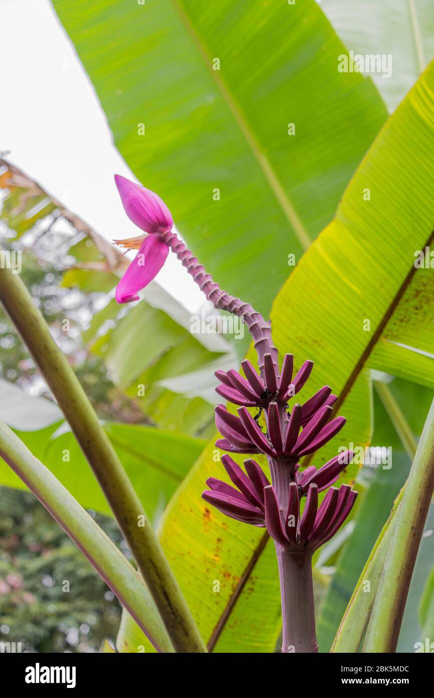 Wild red bananas hires stock photography and images Alamy