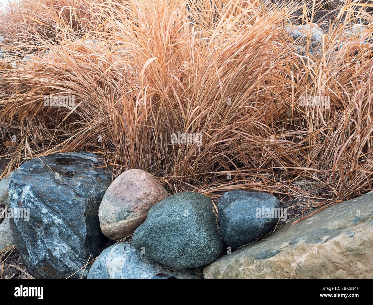 Ornamental grass garden hires stock photography and images Alamy