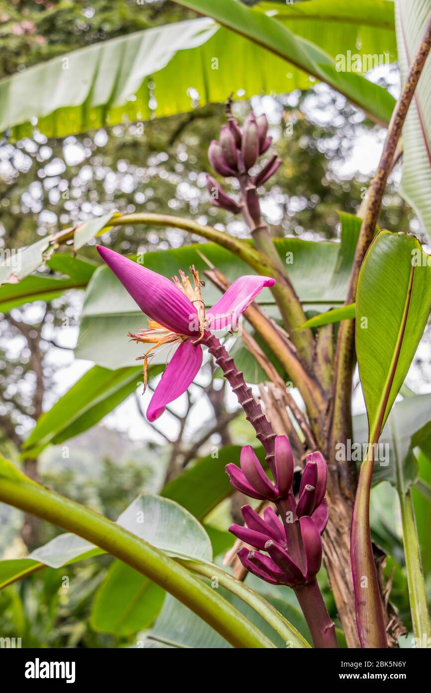 Purple or red banana plant heliconia flower from the tropical nature in