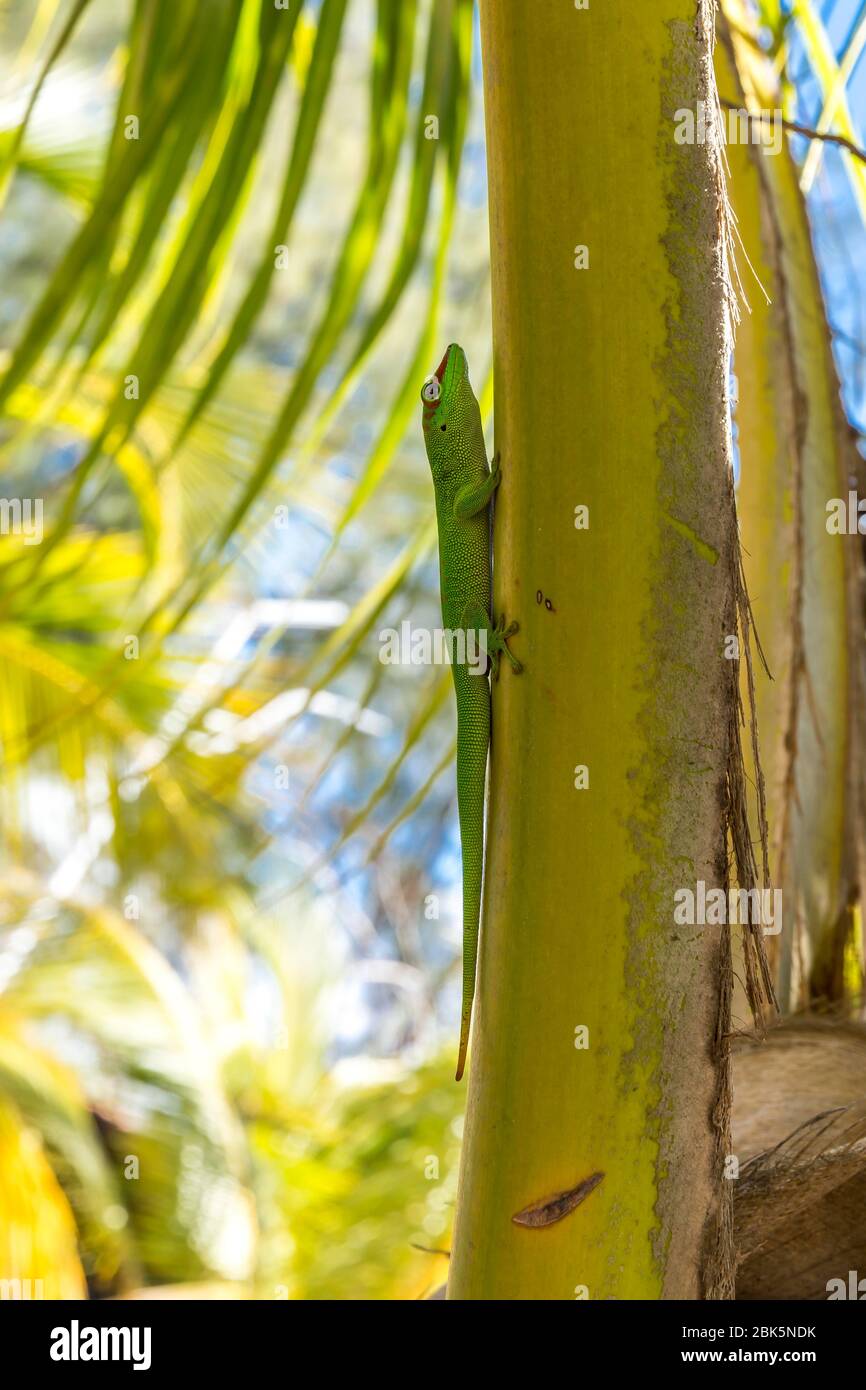Madagascar giant day gecko (Phelsuma madagascariensis) climbing palm tree, Oronjia Sanctuary, Antsiranana, Diego Suarez, Madagascar Stock Photo