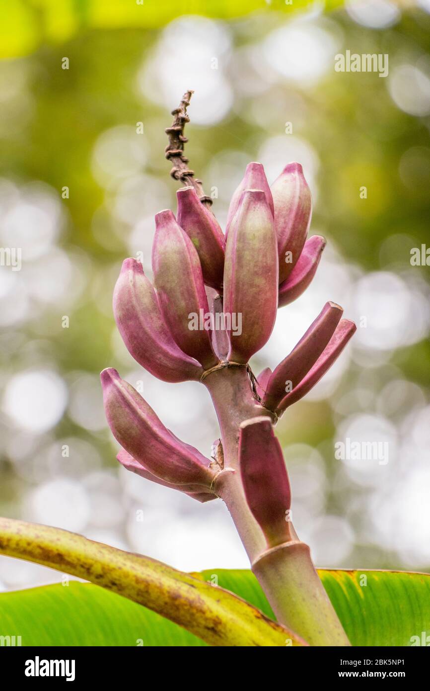 Purple or red banana plant heliconia flower from the tropical nature in