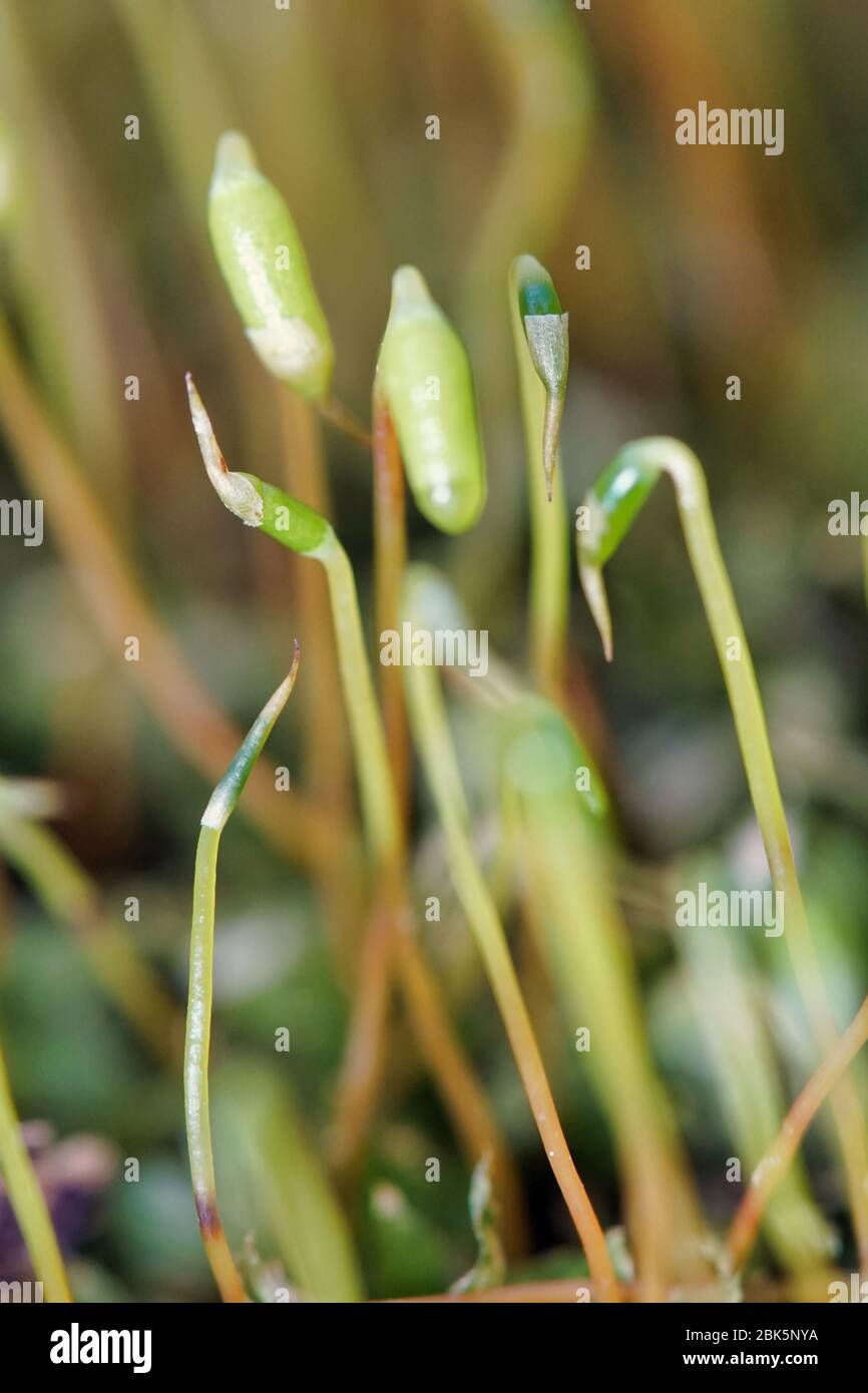 Spring plants start to grow Stock Photo Alamy