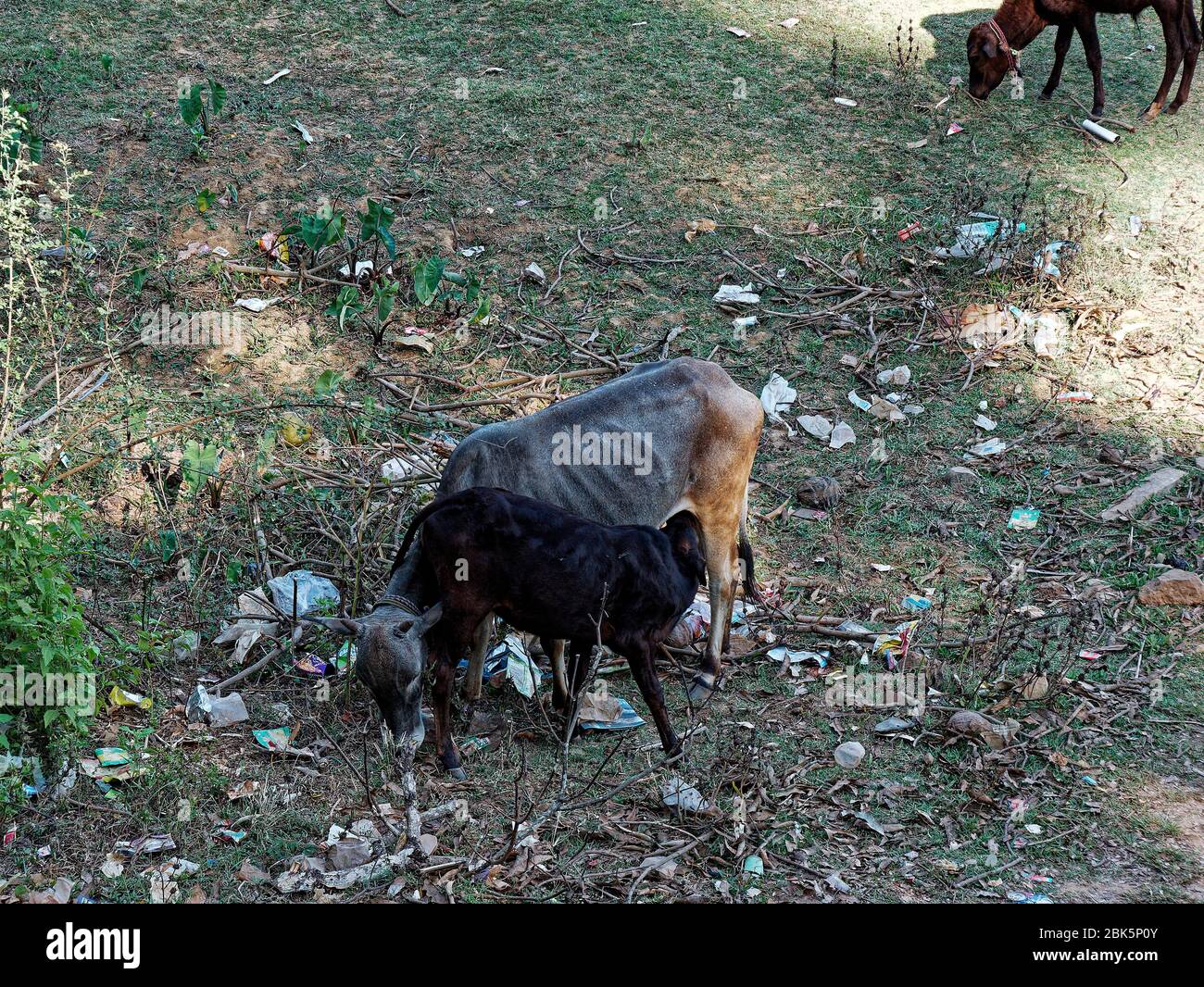 The cow feeding her baby Stock Photo - Alamy
