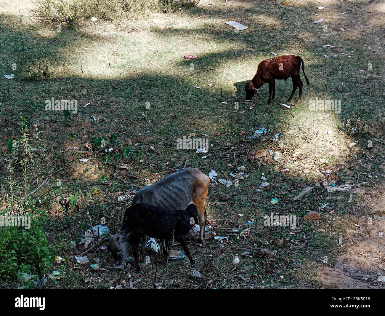 The cow feeding her baby Stock Photo Alamy
