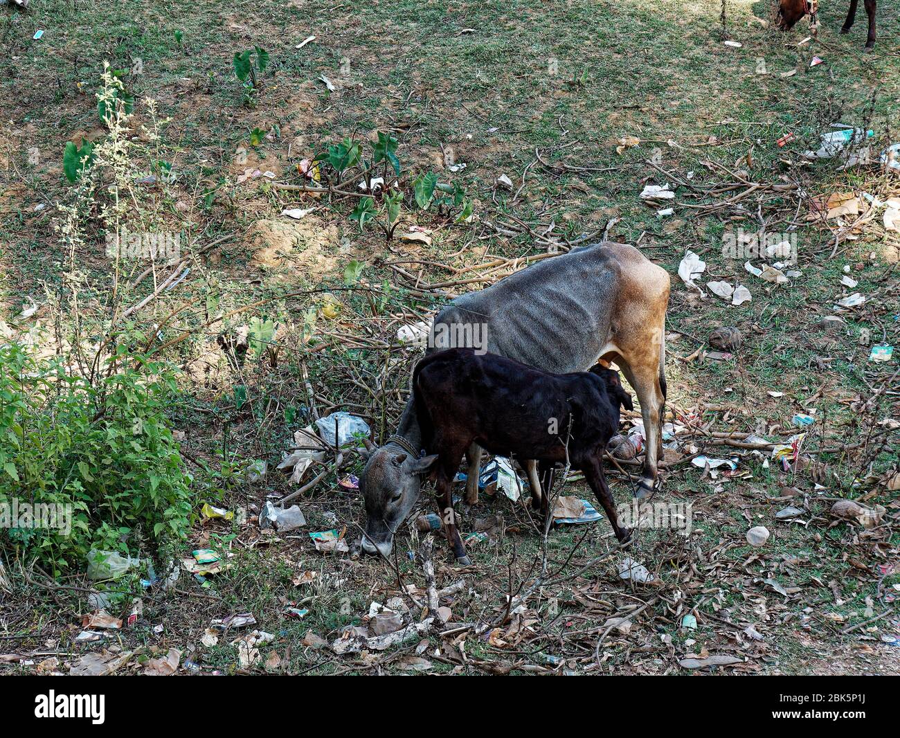 The cow feeding her baby Stock Photo - Alamy