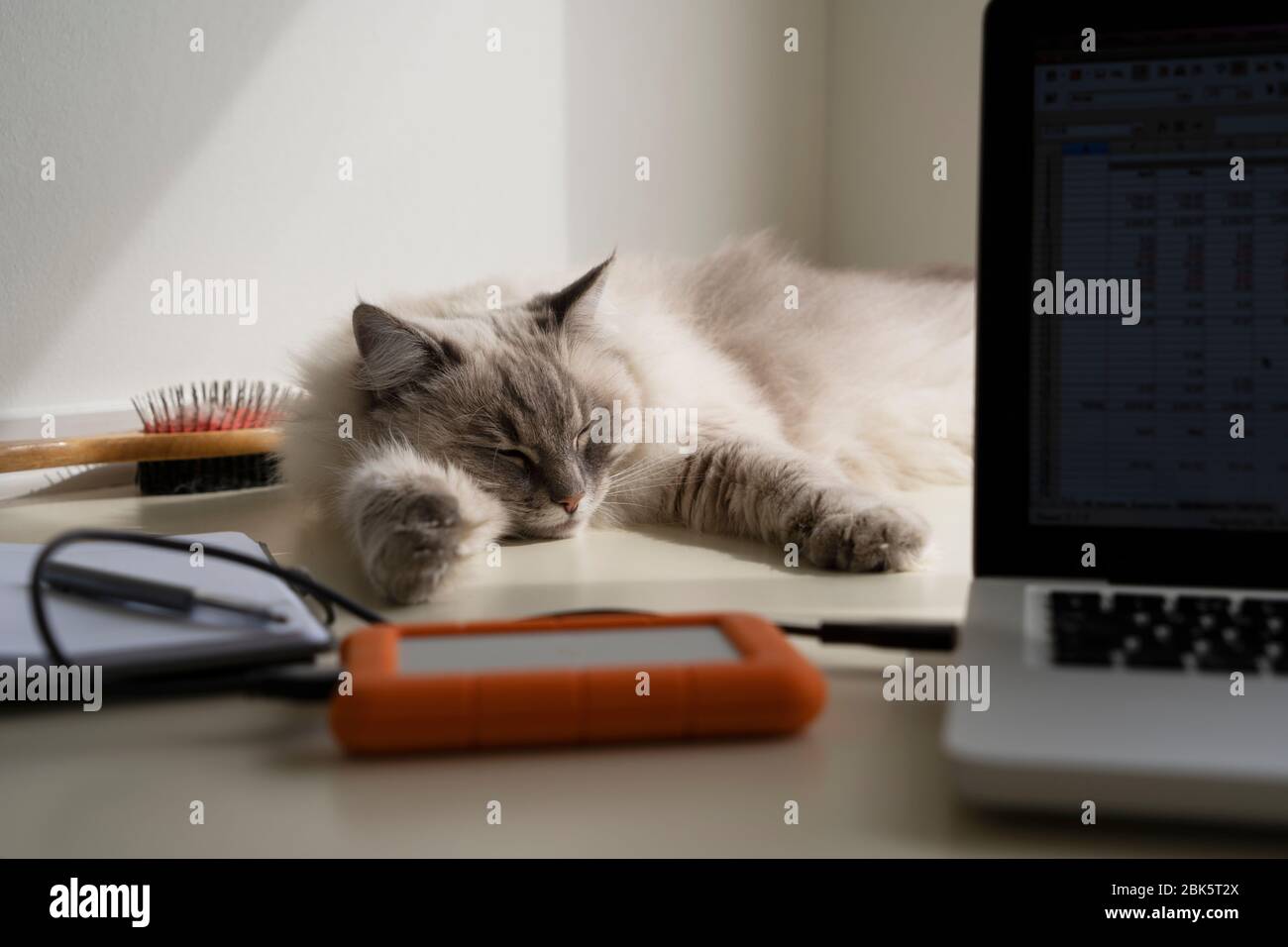 Cute pretty fluffy adult female lynx point ragdoll cat laying on a home office desk behind a laptop computer, portable hard drive and notebook. Stock Photo