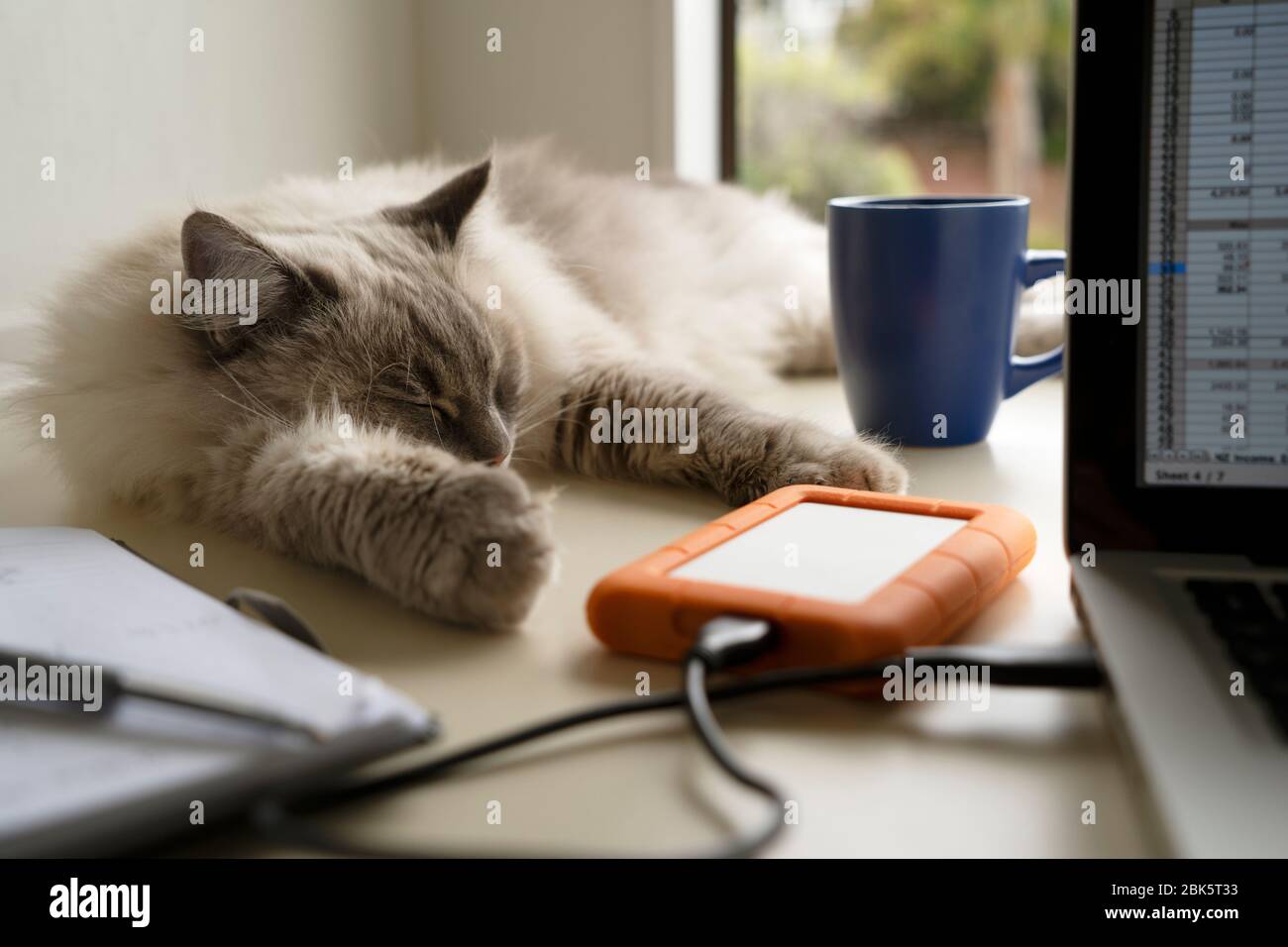 Cute pretty fluffy adult female lynx point ragdoll cat laying on a home office desk behind a laptop computer, portable hard drive and notebook. Stock Photo