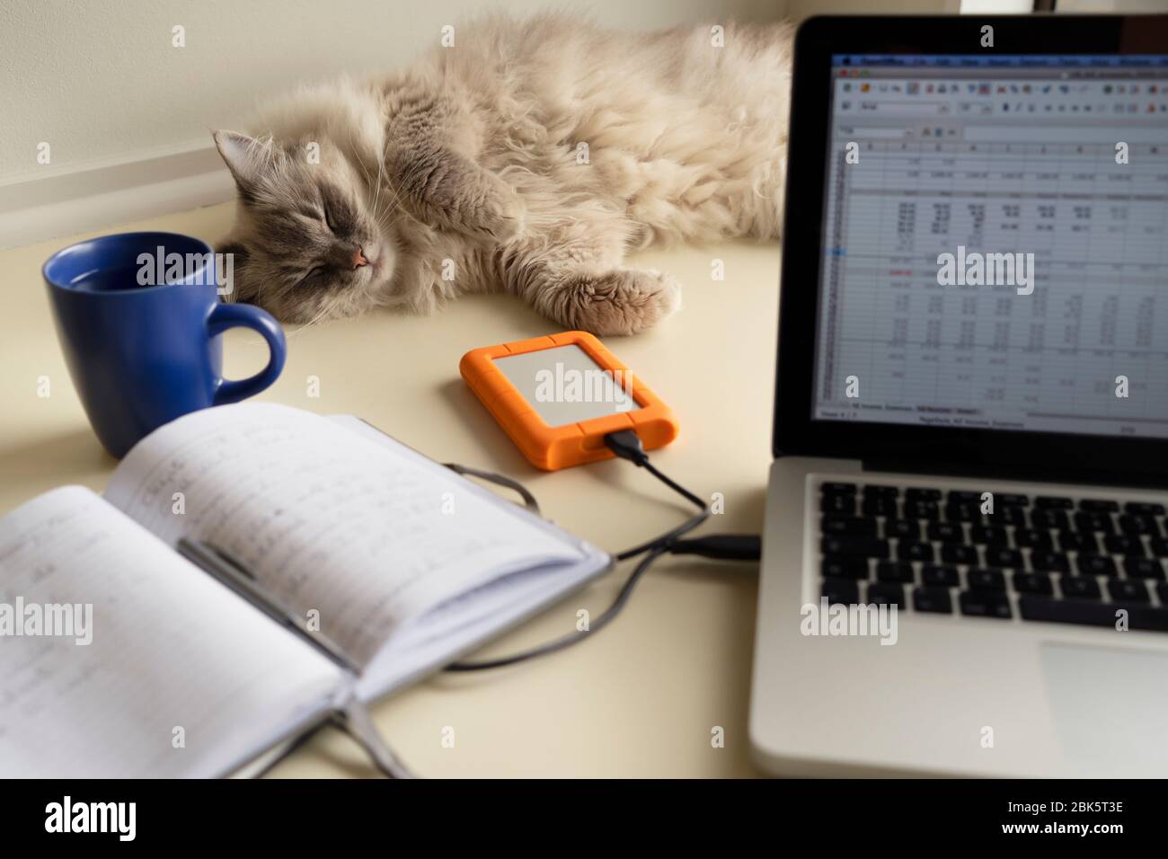 Cute pretty fluffy adult female lynx point ragdoll cat laying on a home office desk behind a laptop computer, portable hard drive and notebook. Stock Photo