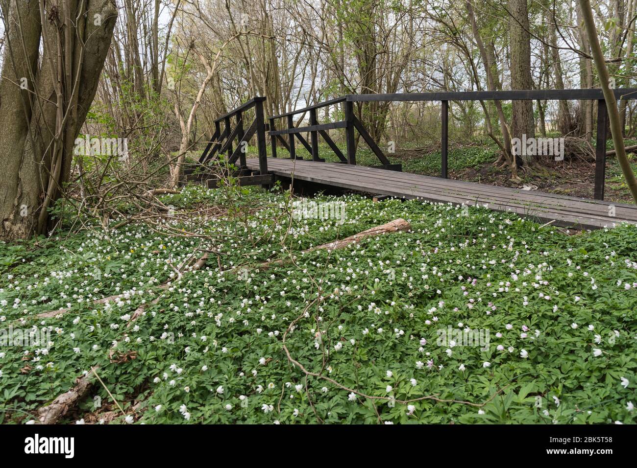 Blossom wood anemones by a wooden footbridge in the nature reserve Beijershamn on the swedish island Oland Stock Photo