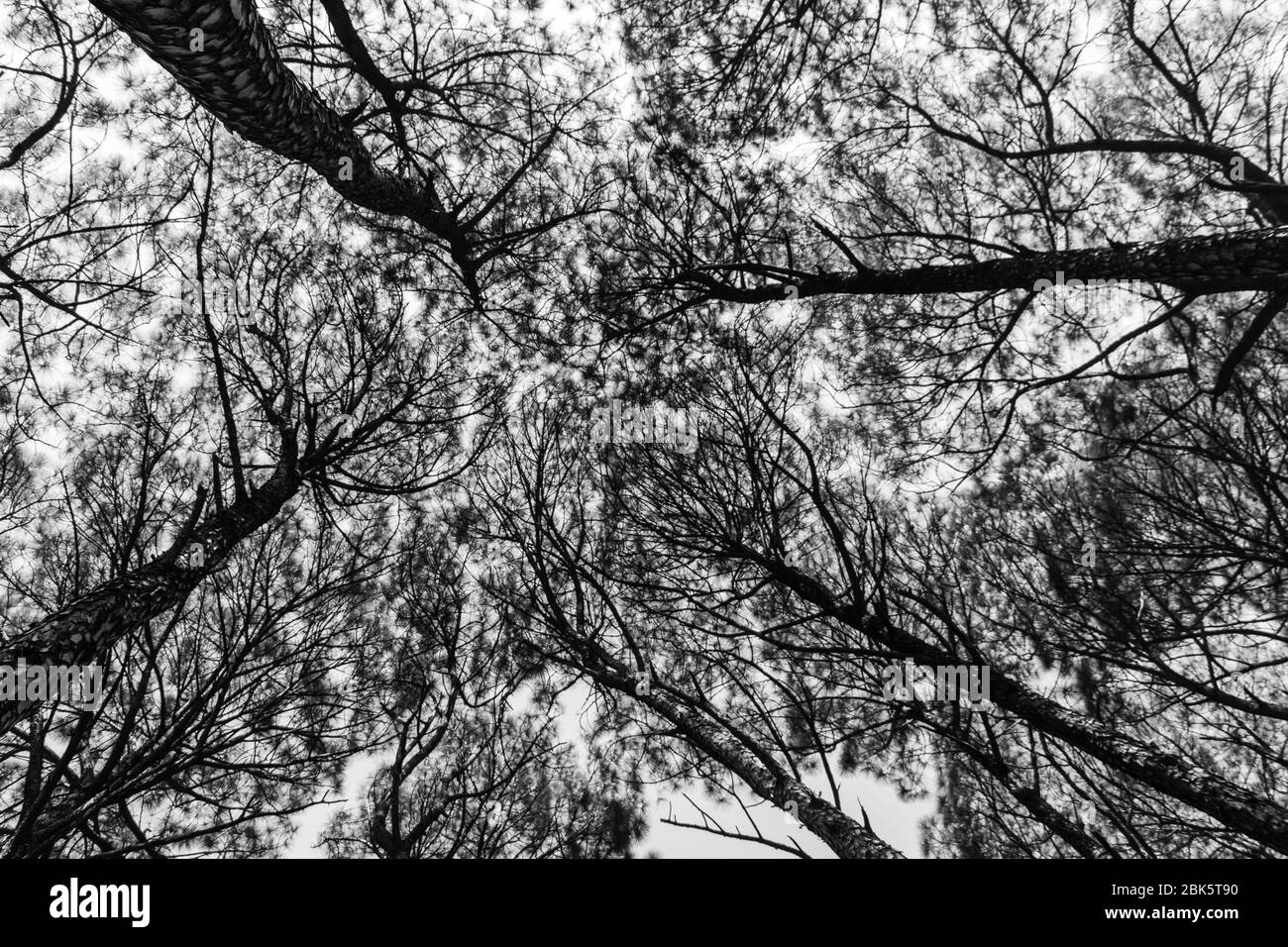 Bunch of trees from an angle downside in black and white Stock Photo