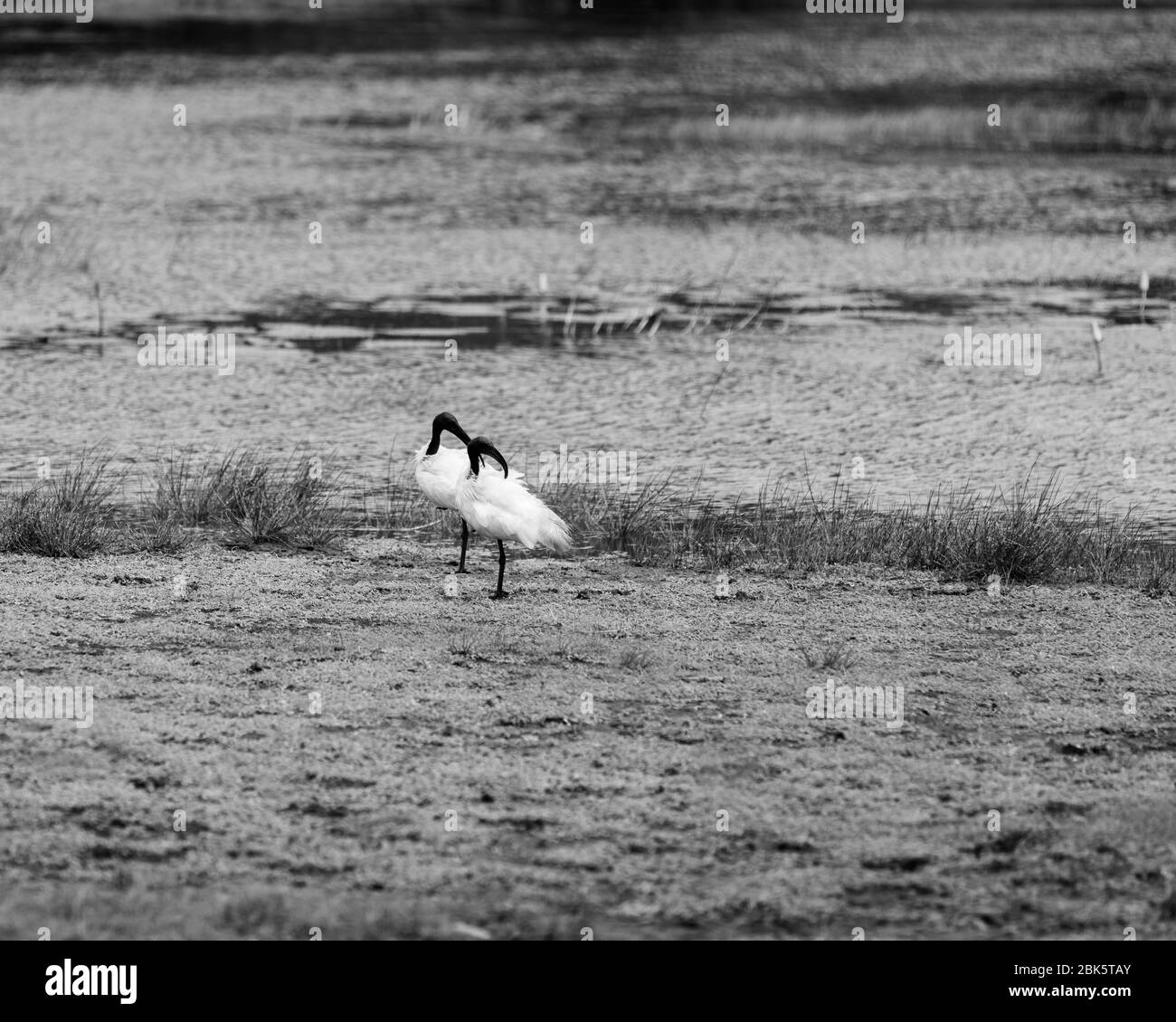 Black headed ibis birds near water in a park Stock Photo