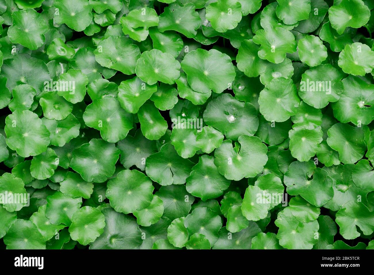 Forest green Agdrocotyle in rainy season with green background Stock Photo