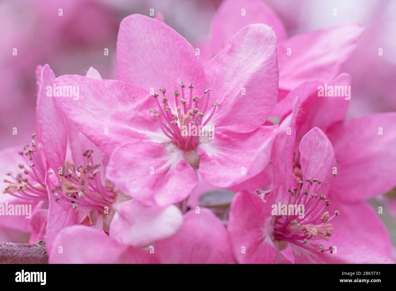 close up of pink blossoming of Chinese crabapple tree in spring Stock Photo