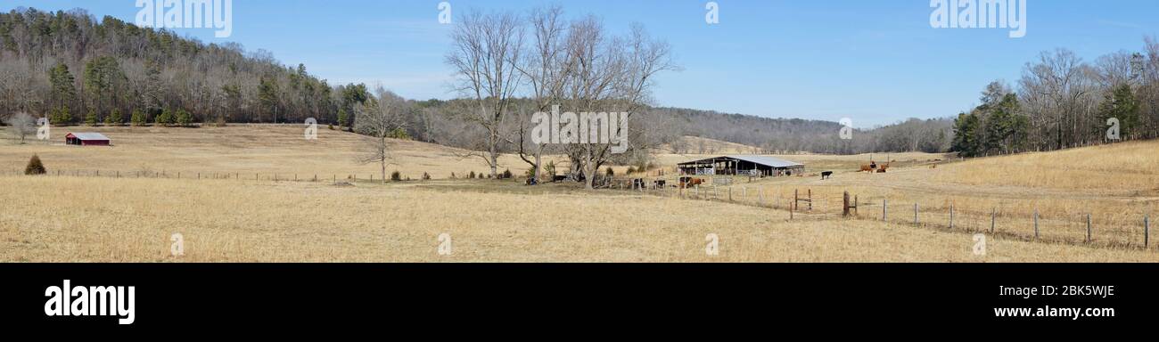 Florida ranch cow hi-res stock photography and images - Alamy