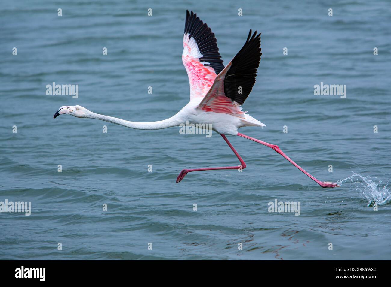 Ras Al Khor Wildlife Sanctuary in Dubai, United Arab Emirates Stock Photo