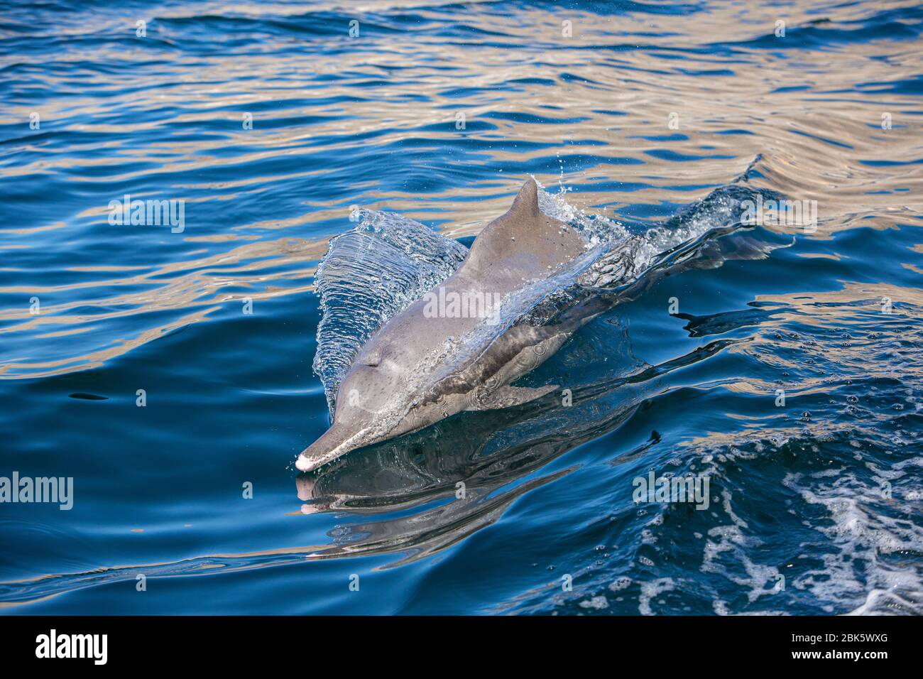Humpback dolphins in Fjords of Arabia, Musandam Peninsula near Khasab, Oman Stock Photo