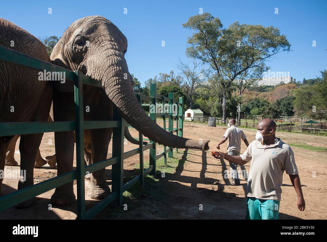 Johannesburg, South Africa. 1st May, 2020. A staff member feeds an elephant at the Johannesburg Zoo in Johannesburg, South Africa, on May 1, 2020. The zoo has been closed since March 26 due to the COVID-19 pandemic. Credit: Shiraaz Mohamed/Xinhua/Alamy Live News Stock Photo