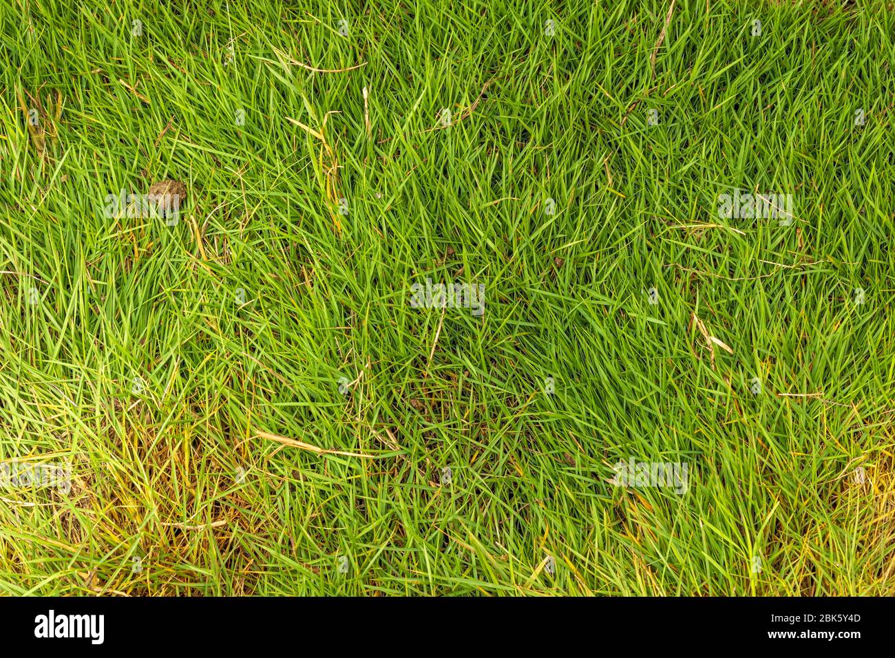 Thick reen grass hires stock photography and images Alamy
