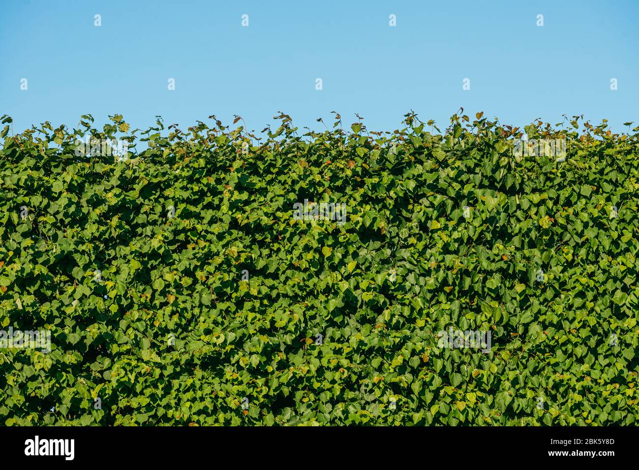 living fence of ancient green lindens background texture with blue stripe of sky Stock Photo