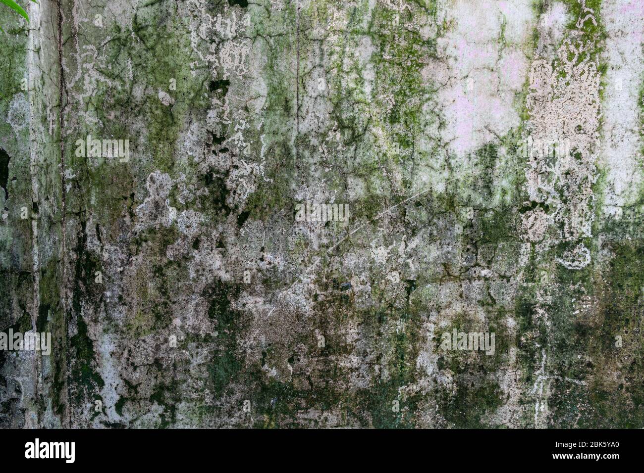 Green moss on concrete moisture wall, in rainy season grunge texture, background Stock Photo