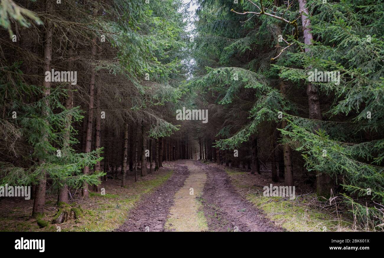 Dirt road amidst pine trees in forest Stock Photo - Alamy