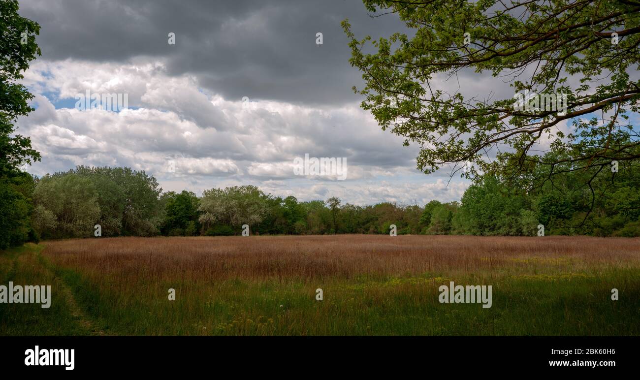 Scenic view of trees growing on field Stock Photo