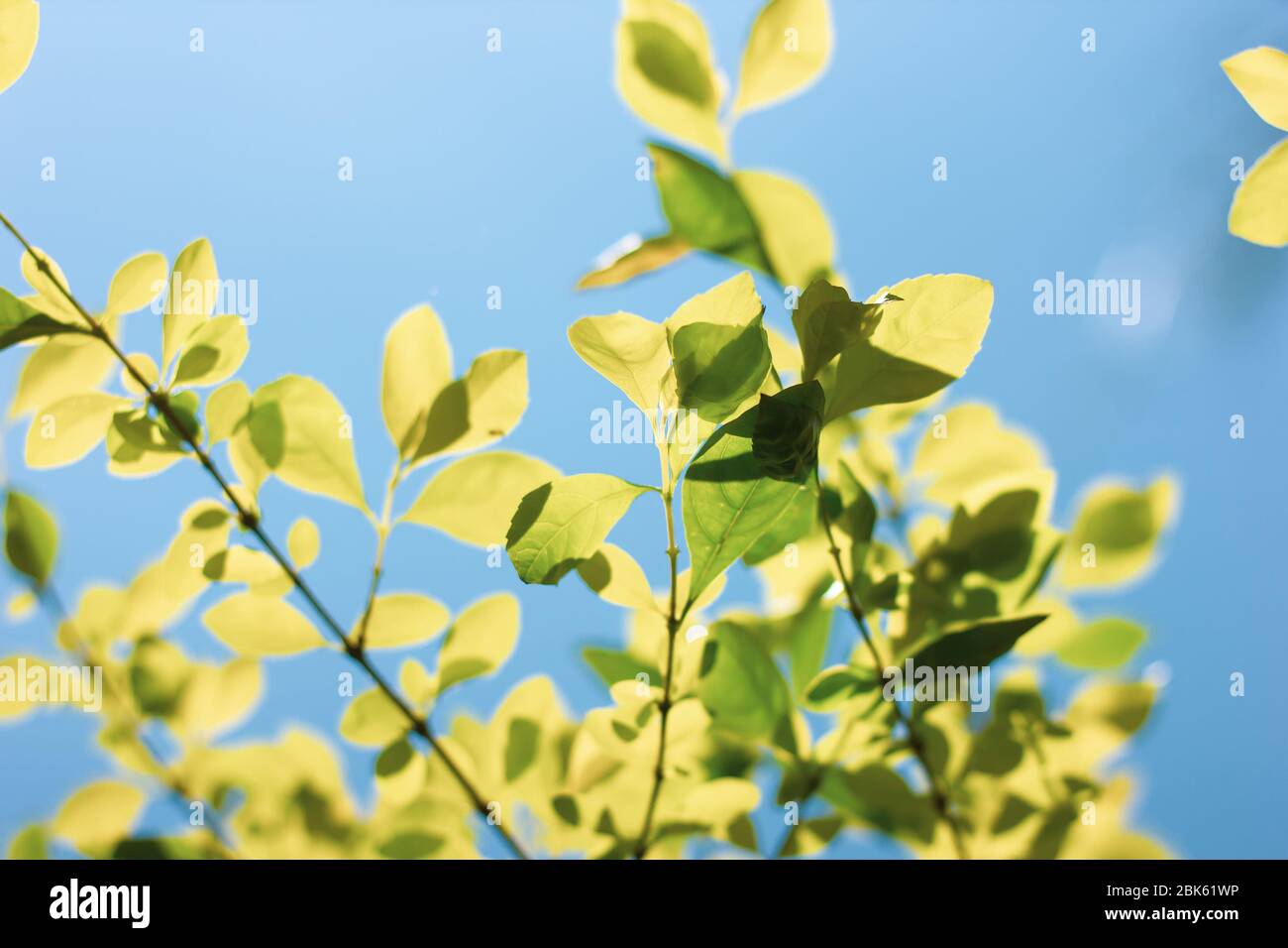 Close up Green leaf of  Duranta repens tree Stock Photo