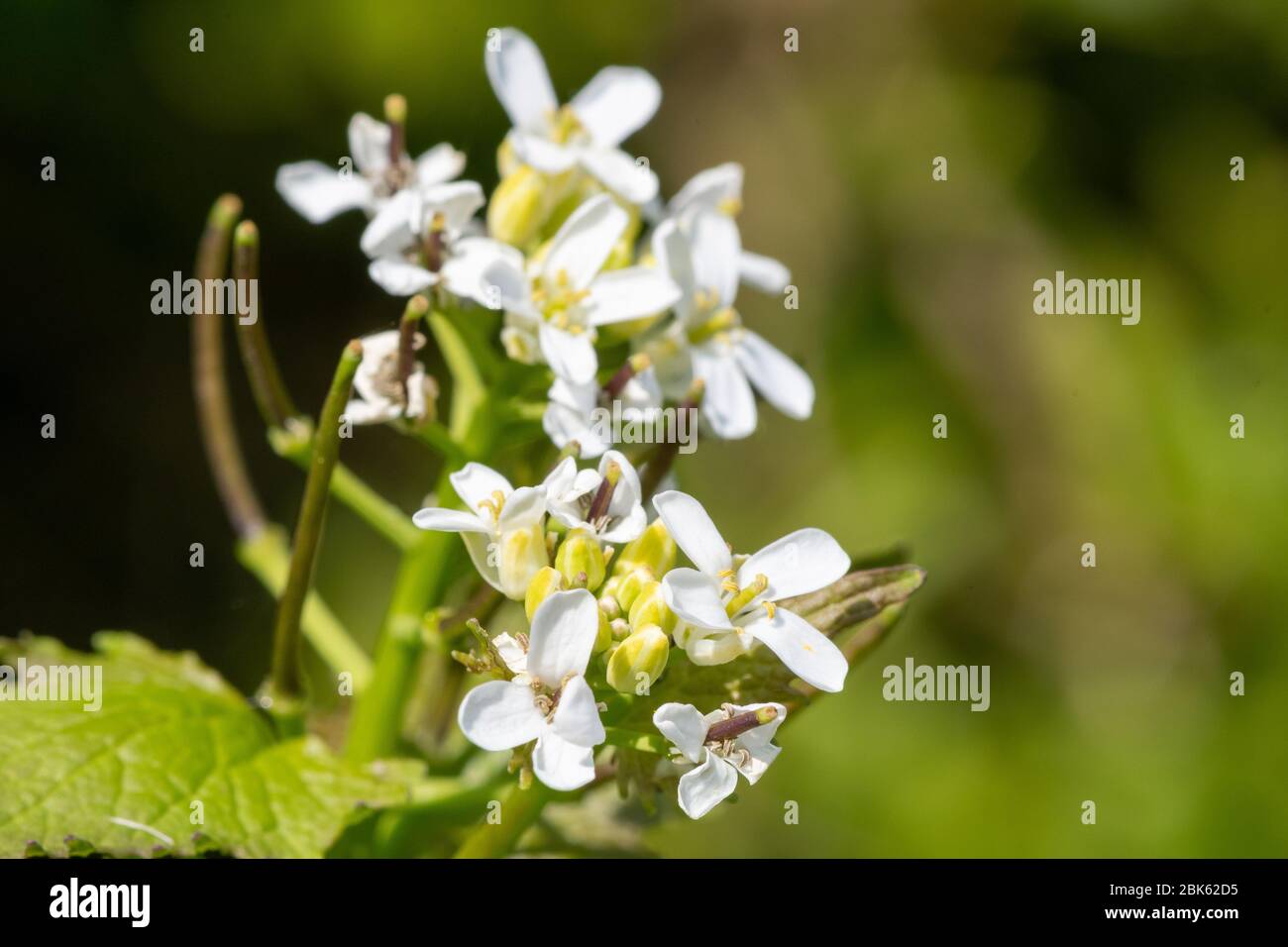 Close up of a garlic mustard (alliara petiolata) plant in bloom Stock Photo