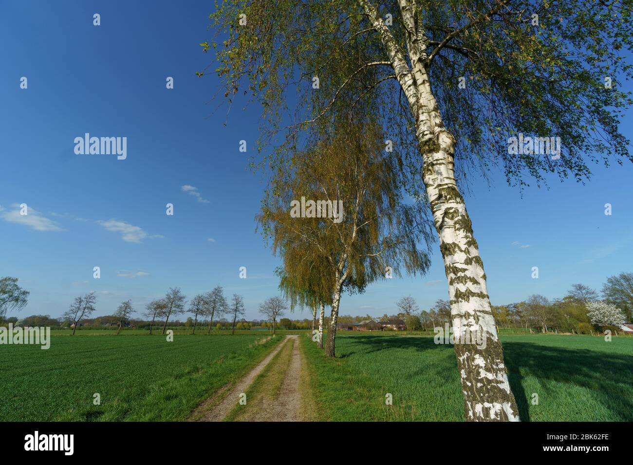 Springtime Westfall spring time in westphalia Stock Photo - Alamy