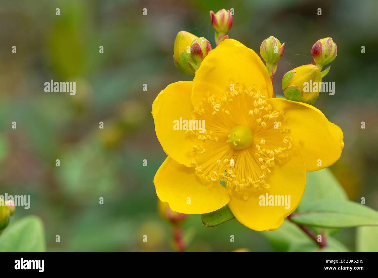 St johns wort hypericum patulum hi-res stock photography and images - Alamy