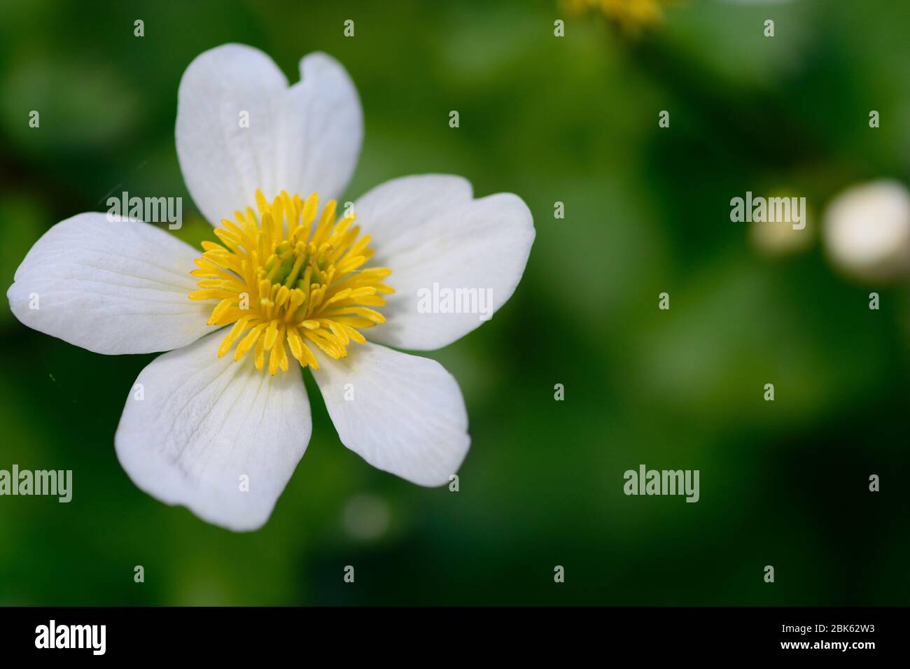 Close up of a white marsh marigold flower (caltha palustris alba) in bloom Stock Photo
