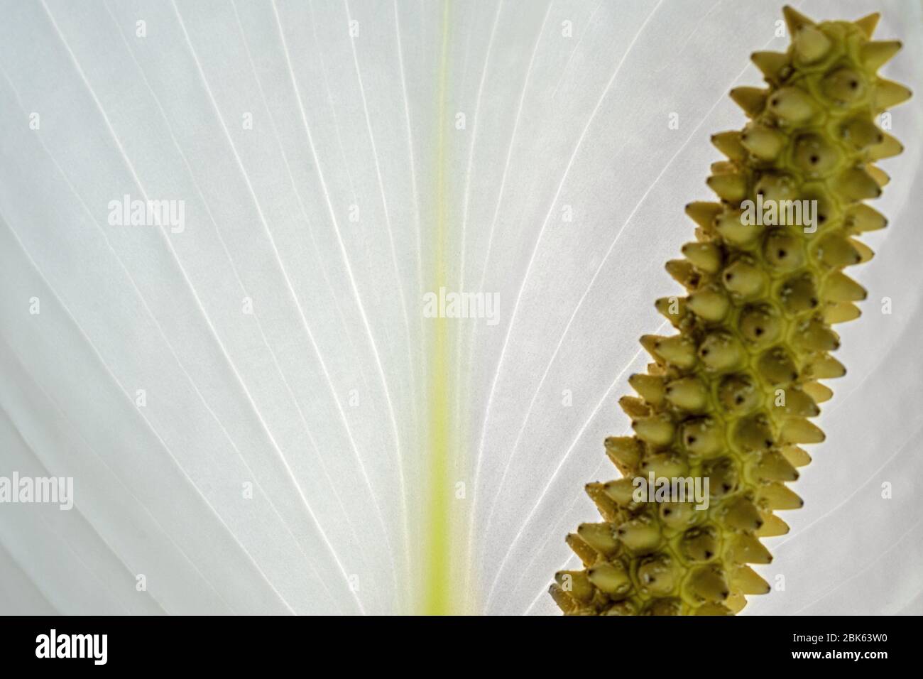 The flowers are produced in a spadix, surrounded by a 10–30 cm long, white, yellowish, or greenish spathe Stock Photo