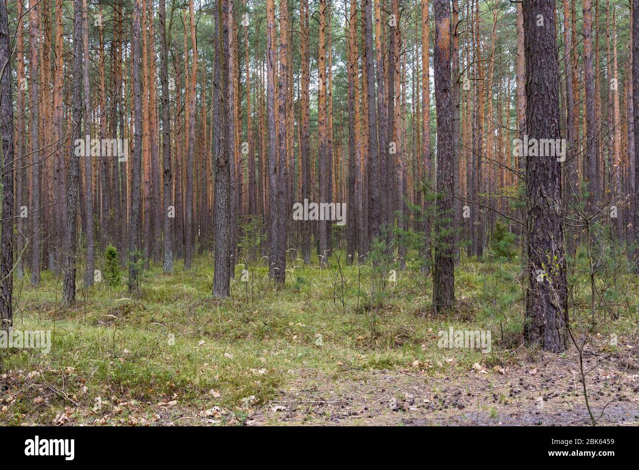 Spring view of pine forest in Poland as natural background Stock Photo