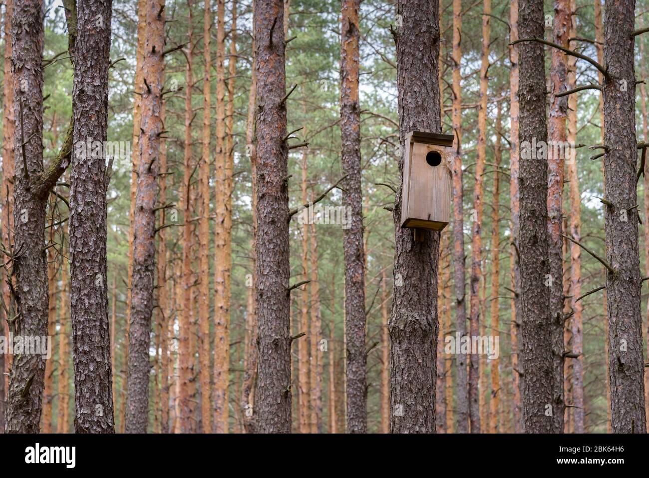 Birdhouse for the wild birds hanged on the tree in a forest Stock Photo