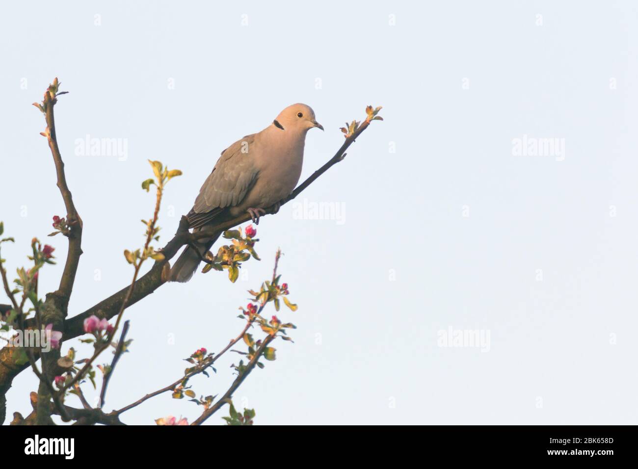 the ringdove on the blossm branches at sunrise Stock Photo