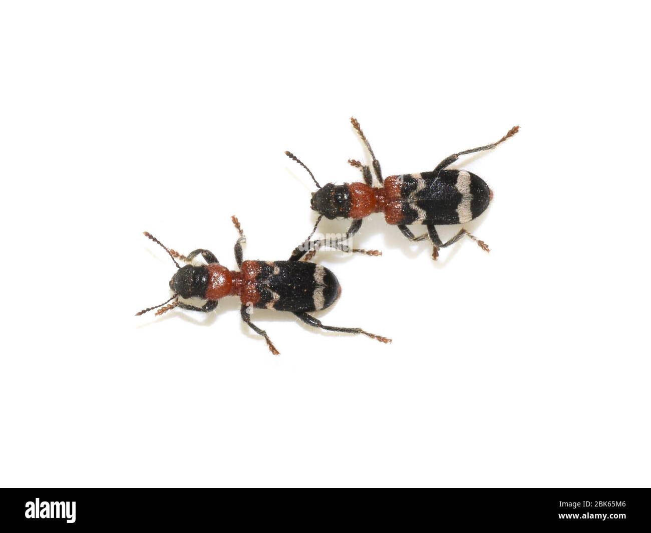 The ant beetle (Thanasimus formicarius) isolated on white background Stock Photo