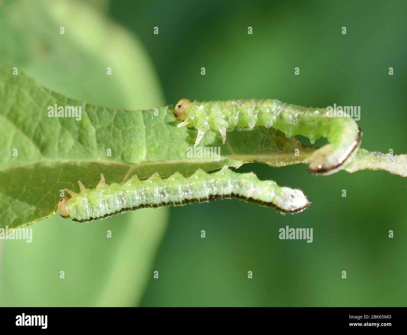 Green and black sawfly larvae eating honeysuckle leaf Stock Photo