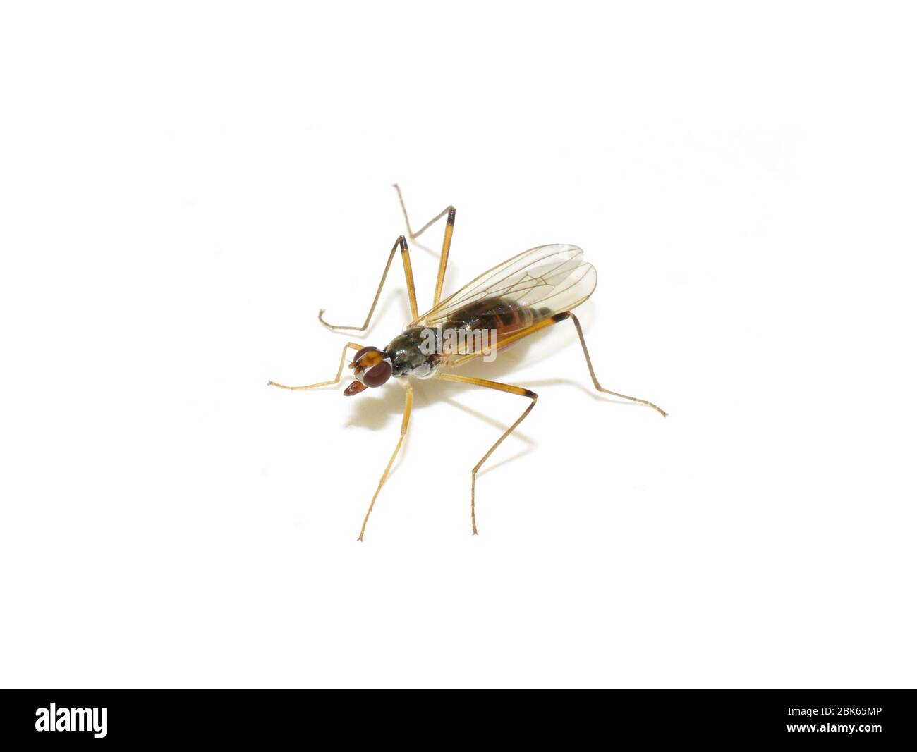 Stilt-legged fly Neria cibaria  isolated on white background Stock Photo