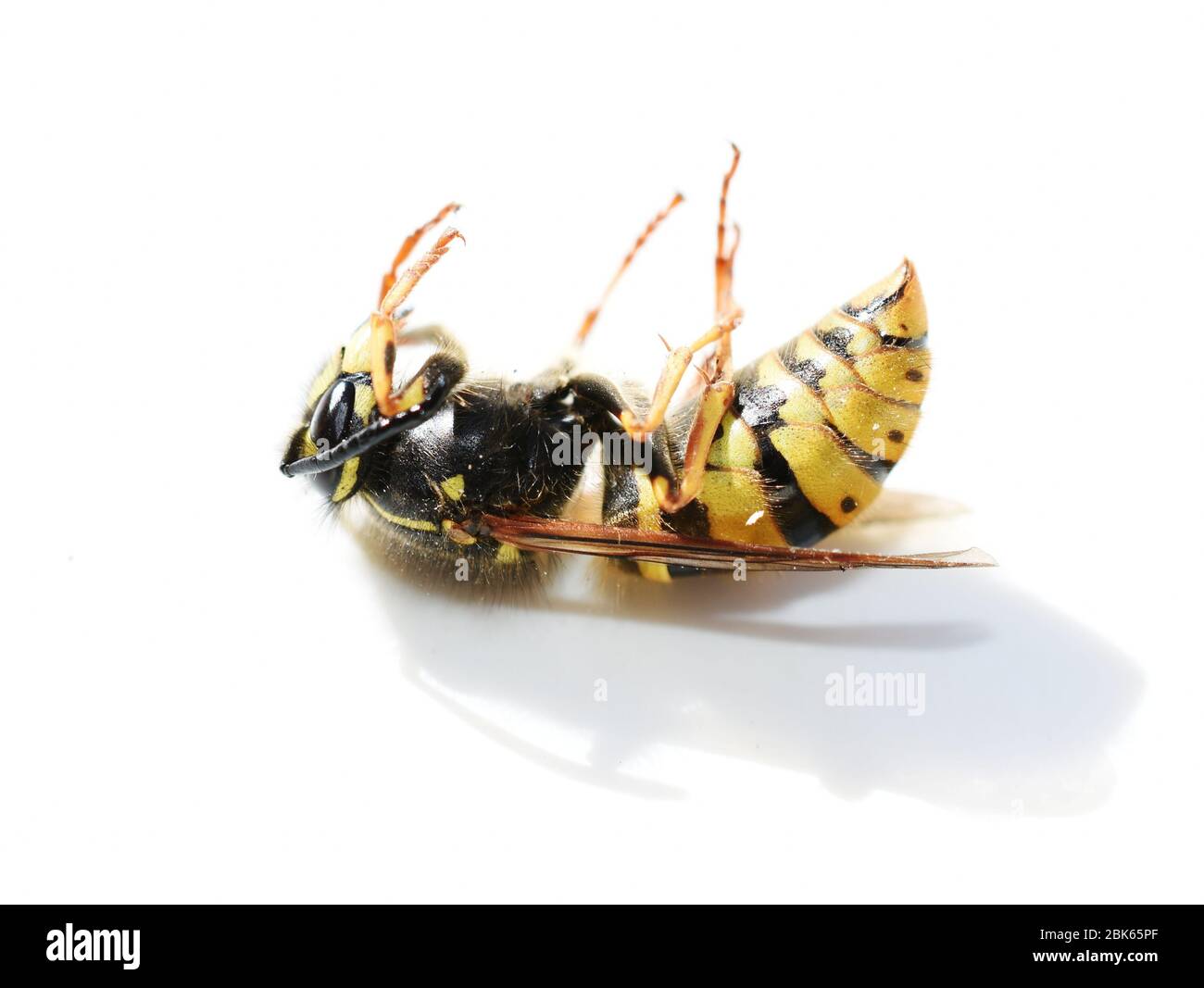 Norwegian wasp Dolichovespula norwegica laying on its back on white background Stock Photo