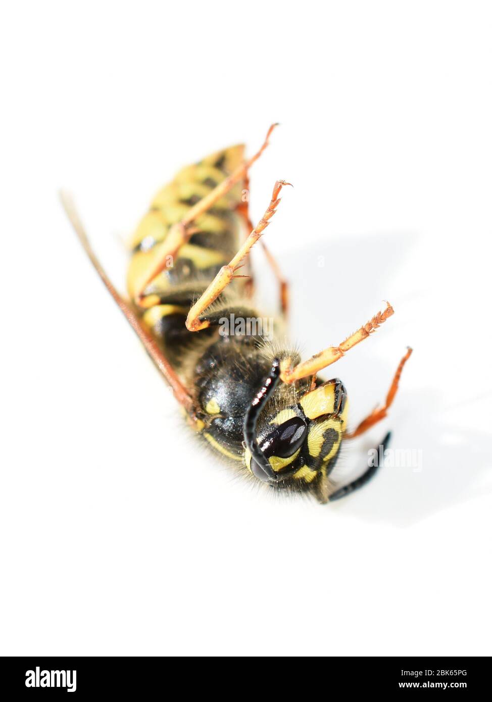 Norwegian wasp Dolichovespula norwegica laying on its back on white background Stock Photo