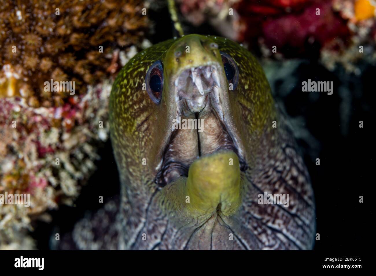 Moray eel with open mouth Stock Photo Alamy