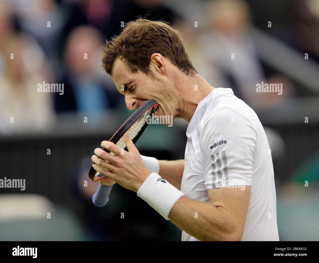 Wimbledon, 2014, London, UK. Andy Murray bites his racket during the Men Singles 4th round, Andy Murray (GB) v Kevin Anderson (RSA) Centre Court. Stock Photo